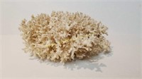 Natural White Reef Coral Specimen - 9"