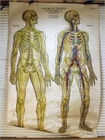 1918 Anatomy Poster