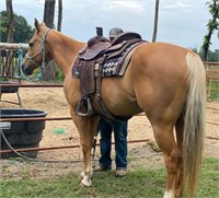 AQHA RS DARLIN I SHINE *VIDEO*