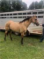 AQHA KINGS LUCKY AMY