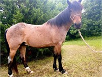 8 YEAR OLD RED ROAN GELDING