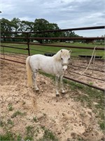 CHICO 10 YEAD OLD GELDING PONY *VIDEO*