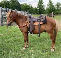4 YEAR OLD LARGE GELDING PONY *VIDEO*