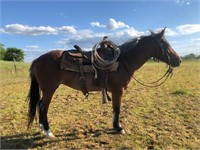 BAY ROAN MARE PONY