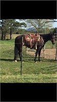 4 YEAR OLD BAY GELDING