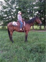 MIZE 12 YEAR OLD GELDING