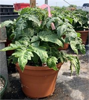 Patio Tomato Plant