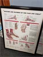 (3) Podiatry  Anatomy Posters