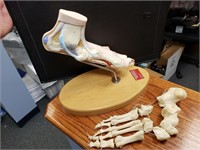 (2) Anatomical Foot Models