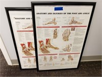 (2) Podiatry Anatomy Posters