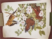 4 Audubon prints