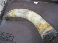nice old powder horn 14" long