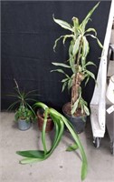 Group of 3 live potted plants