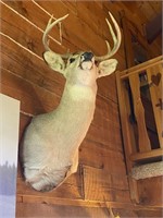 Deer Mount