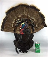 Large Turkey Feather and Beard Display