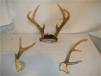 Six Point Antlers