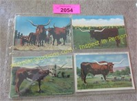 Vintage longhorn cows postcards