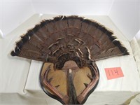 Mounted Turkey Feathers & Spurs