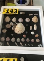 Shadow box of sea shells
