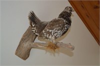 Spruce Grouse Mount