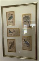 Framed Book Plates of Birds