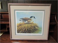 Canadian goose and gosling print