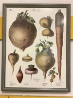 Root Vegetable Print & Lettuce Print