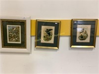 Bird Drawing Prints in Frames