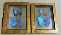 Well Framed Butterfly Specimens.