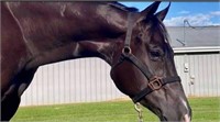 TALL, DARK AND HANDSOME 9 YEAR OLD GELDING *VIDEO*