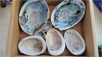 New Zealand Paua Seashells