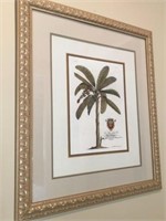 Royal Palm Tree Print, Duke of Chaulnes