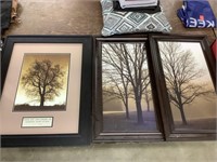 Tree wall hanging photos