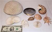Beautiful Shell Collection Inc Carved Pieces