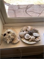 Shell/Rocks