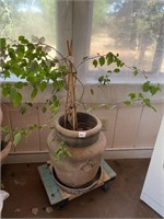 Plant In 18" Pot