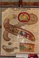 The Earthworm Education Poster