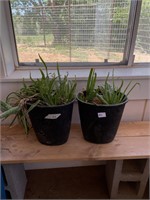 (2) Aloe Plants