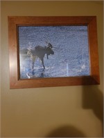 8 x 10 Moose in the water framed picture