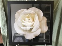 White Rose portrait