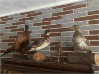 Taxidermy Fowl, Fish, Antlers & Mounts