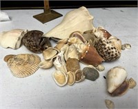 Sea shells lot