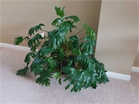 LARGE LIVE POTTED PLANT