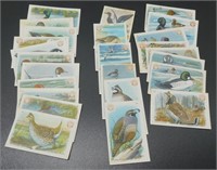 Antique “Series No. 4” Bird Cards - Arm & Hammer