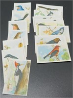 Antique “Useful Birds of America” Seventh Series