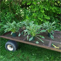 4- PERENNIAL HOSTA GREEN & WHITE FRANCEE