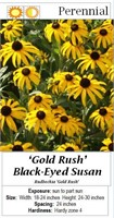 4- PERENNIAL BLACK-EYE SUSAN