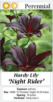 3- PERENNIAL LILY ORIENTAL BLACK PURPLE