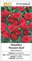 3- PERENNIAL DIANTHUS RED