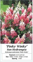 2- PINKY WINKY SUN HYDRANGEA